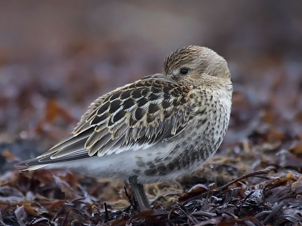 Suosirri, Dunlin, Calidris alpina